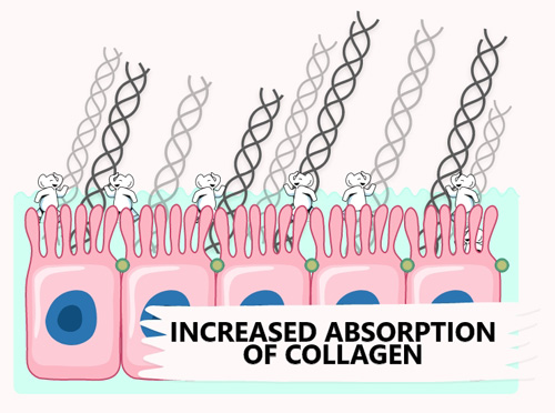 increased-absorption-of-collagen-gut
